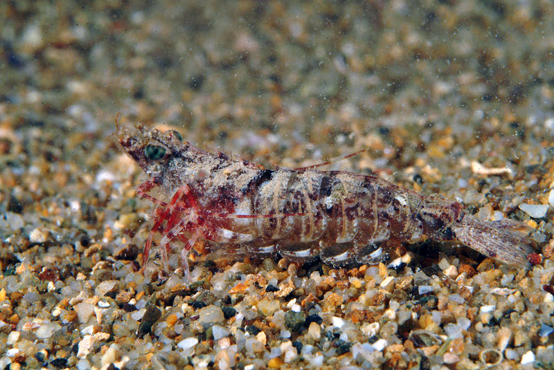 Sicyonia carinata